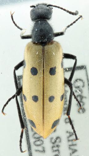 Mylabris fabricii